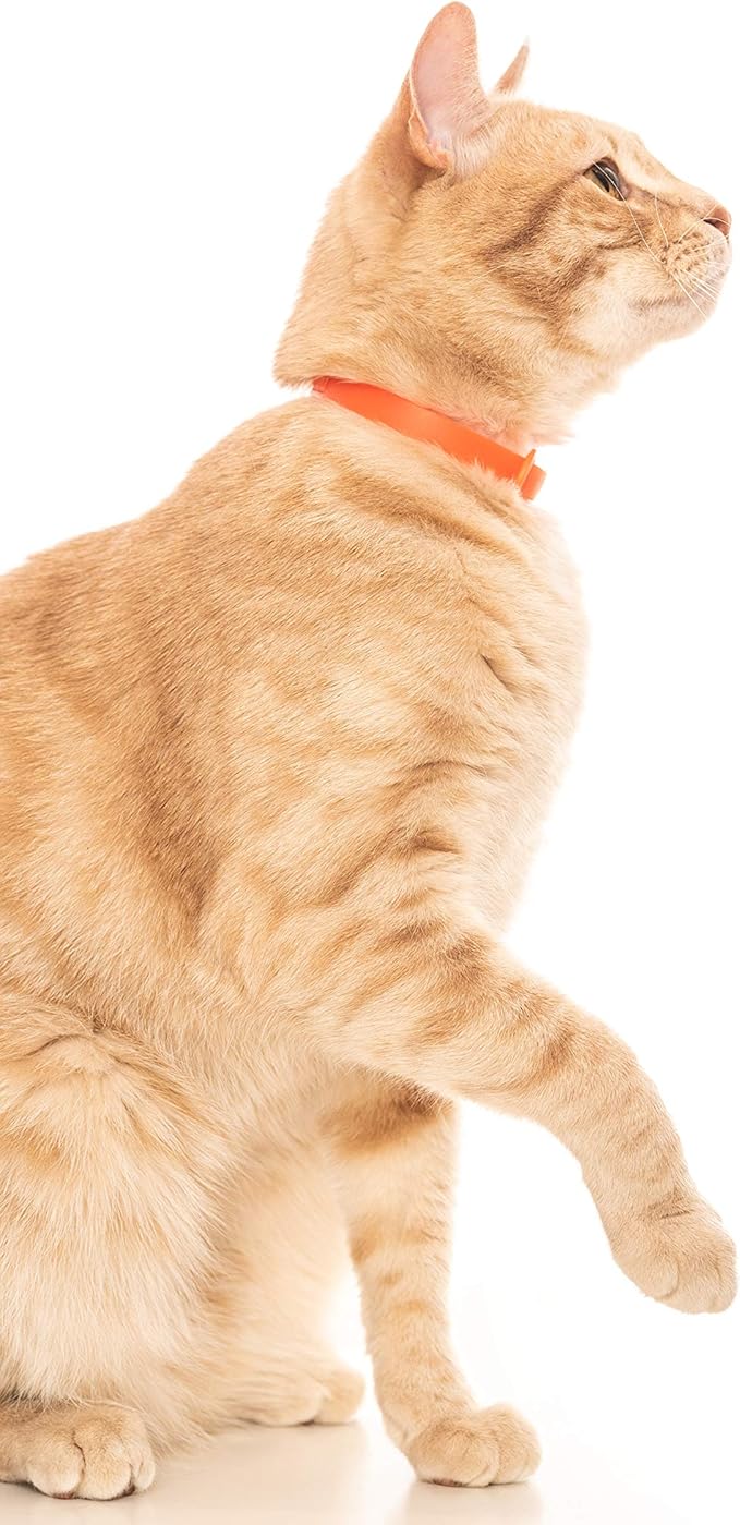 Silicone Cat Collars 2 Pack - Soft, Comfortable, and Lightweight Safety Breakaway Collar with Name Tag Ring for Outdoor Cats and Sensitive Skin Kittens by Nuvuq (6 ⅞" to 10 ¼", Orange)
