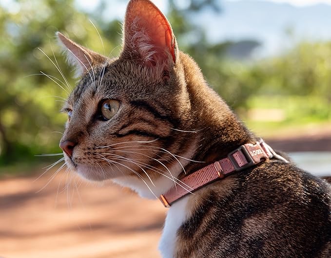 Rogz Urban Cat Safety Collar Small/Medium - Pink Blush