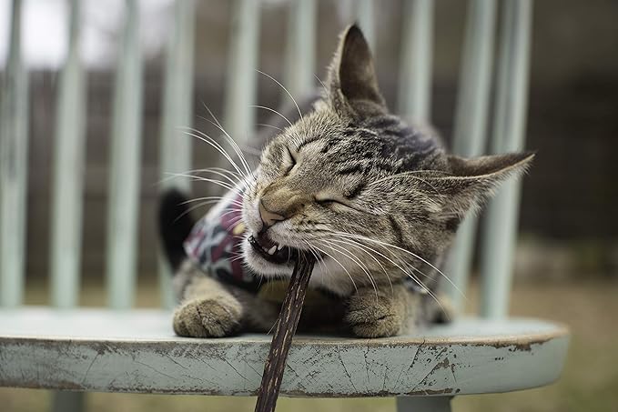 Meowy Janes 20 Ct Mini Matatabi Cat Chew Sticks - an All Natural Silvervine Cat Toy and Treat - Catnip Alternative