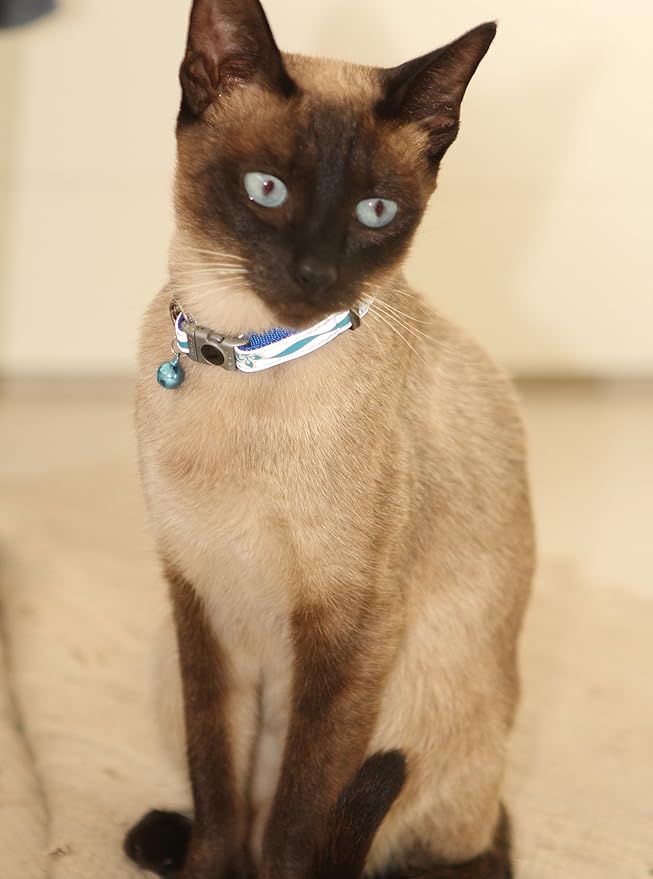 Rogz Reflective Cat Collar with Breakaway Clip and Removable Bell, fully adjustable to fit most breeds, Black Paw Design