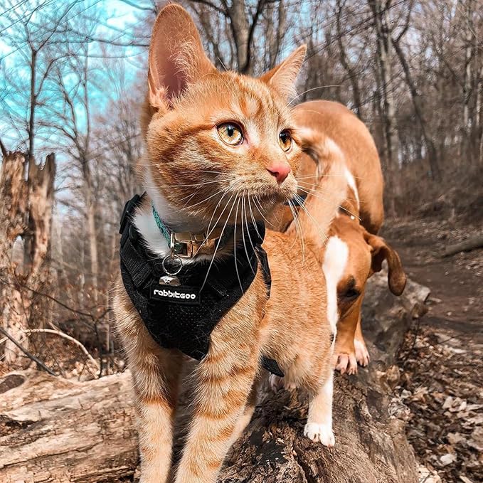 rabbitgoo Cat Harness and Leash for Walking, Escape Proof Soft Adjustable Vest Harnesses for Cats, Easy Control Breathable Reflective Strips Jacket, Black, XXS