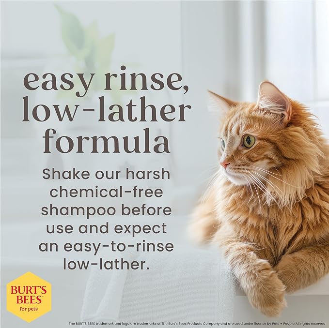 BURT'S BEES FOR PETS Hypoallergenic Cat Shampoo with Shea Butter and Honey, Gentle Formula for Indoor Cats with Dry or Sensitive Skin, pH Balanced, Fragrance-Free, 10 Fl Oz - 2 Pack