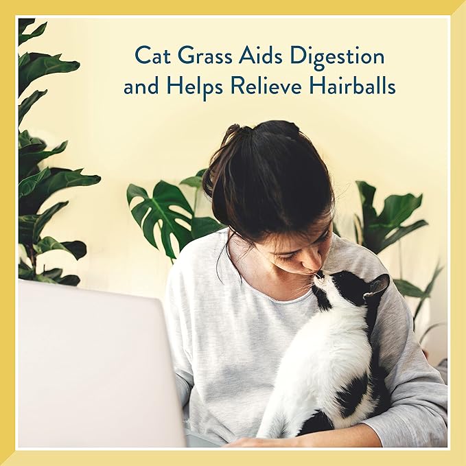 Pet Greens Soft-Chew Indoor Cat Treats Infused with Cat Grass - 3 Pack Salmon 3oz per Pack