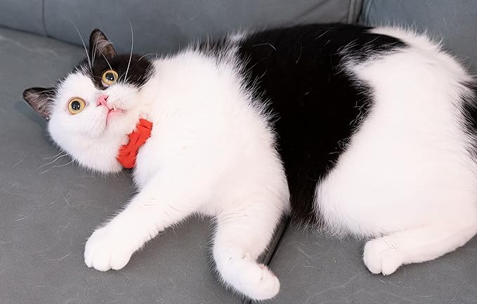 Cat Collar with Bow Tie Bell Breakaway Kitten Small Pet Safety Solid Wedding Basic Pure Color Suede Soft Adjustable [1pc] Red
