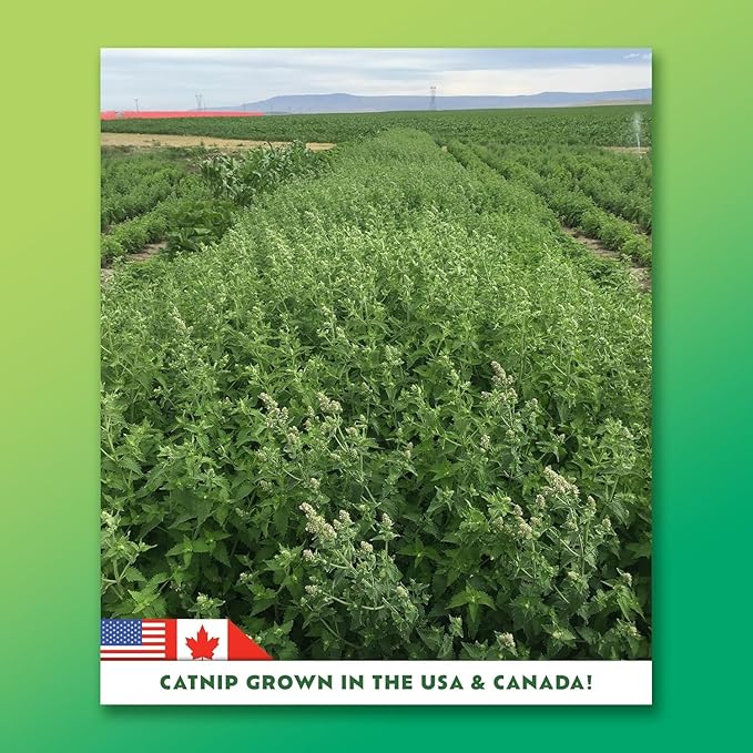 Catnip Craze 2-Pack | Catnip Mix | Hand Harvested Fresh Catnip Grown in Canada and The USA | High Potency Blend for Engaging Play