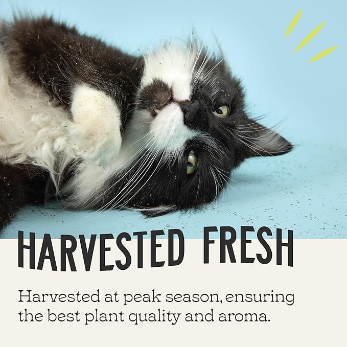 Premium Catnip Fine Cut – 8 oz | Extra-Fine Tea Bag Cut Catnip for Cats | Strong Scent for Play, Toys & Catnip Refresh | Fresh, Potent & Resealable