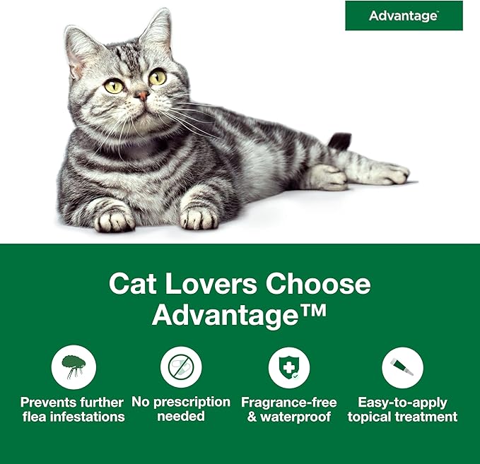 Advantage Topical Cat Flea Treatment and Prevention for Large Cats Over 9 lbs. | Apply Flea Drops Monthly | 2 Treatments (Pack of 2)