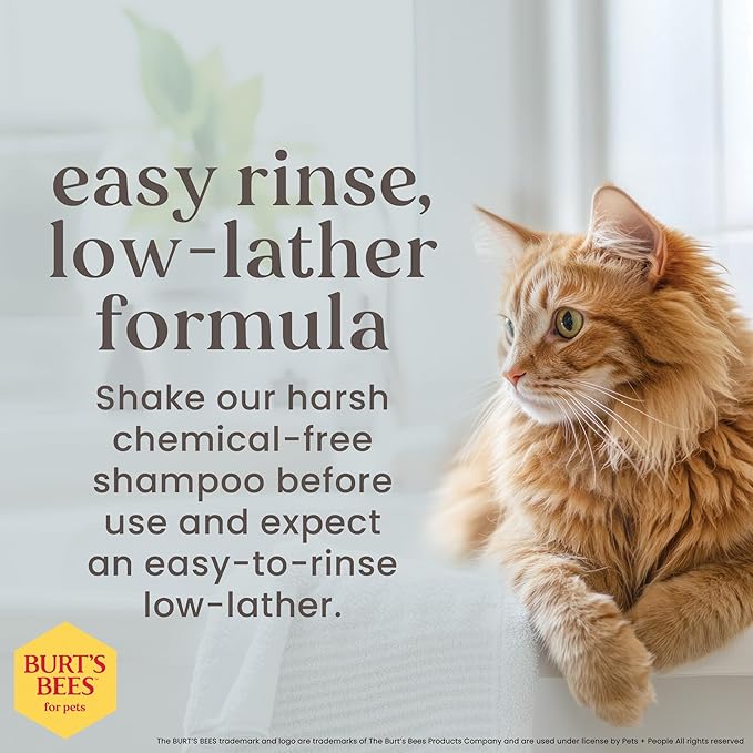 Burt's Bees for Pets Tearless Kitten Shampoo with Buttermilk and Honey, 99% Natural Origin Gentle Cat Shampoo for Sensitive and Itchy Skin, pH Balanced and Fragrance-Free, 10 Fl Oz - 6 Pack