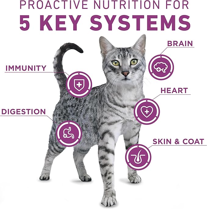 Purina ONE Plus Whole Body Support with Chicken Dry Cat Food - 16 lb. Bag