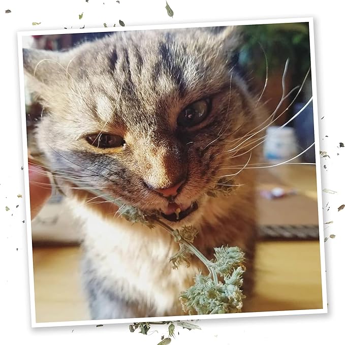 Meowijuana | Cigar Box | Grand Daddy Purr Catnip Buds | Premium Organic Catnip | Grown in North America | Perfect for Cat Toys
