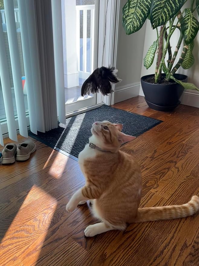 Unique Wing on String Cat Toy - Real Quail Wing Bird Scent Interactive Play for Cats, Dog Training Accessory