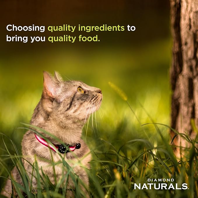 Diamond Naturals Active Cat Adult Dry Cat Food Chicken Protein Formula from Cage-Free Chicken with Superfoods, Probiotics, Antioxidants and Essential Nutrients 18lb