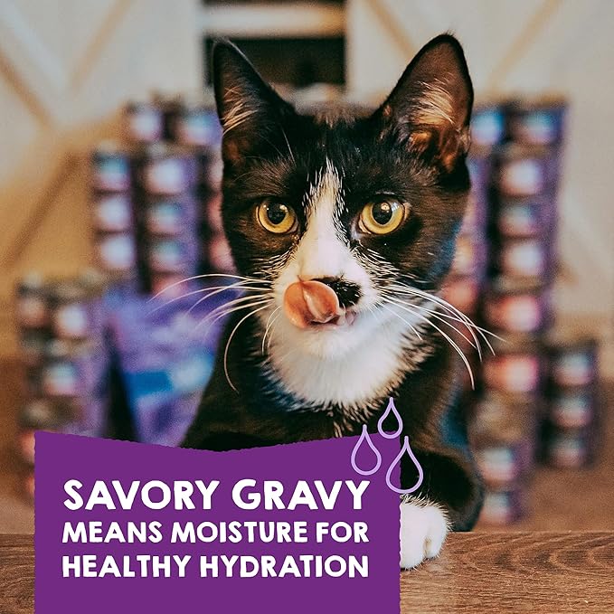 Stella & Chewy's Carnivore Cravings Savory Shreds - Wet Cat Food - High-Moisture Formula with Premium Real Meat - Perfect for Picky Eaters - Variety Pack, 2.8 oz, 24 Count