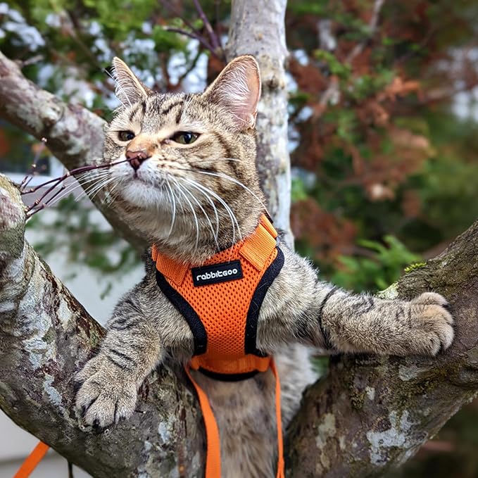 rabbitgoo Cat Harness and Leash for Walking, Escape Proof Soft Adjustable Vest Harnesses for Cats, Easy Control Breathable Reflective Strips Jacket, Orange, M