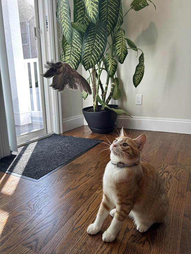Unique Wing on String Cat Toy - Real Quail Wing Bird Scent Interactive Play for Cats, Dog Training Accessory
