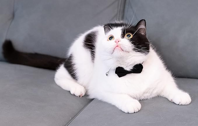 Cat Collar with Bow Tie Bell Breakaway Kitten Small Pet Safety Solid Wedding Basic Pure Color Suede Soft Adjustable [1pc] Black