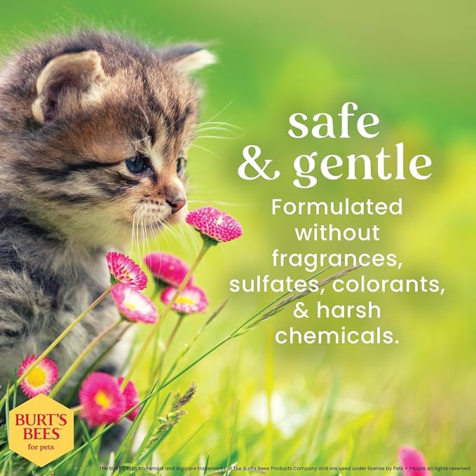 Burt's Bees for Pets Tearless Kitten Shampoo with Buttermilk and Honey, 99% Natural Origin Gentle Cat Shampoo for Sensitive and Itchy Skin, pH Balanced and Fragrance-Free, 10 Fl Oz