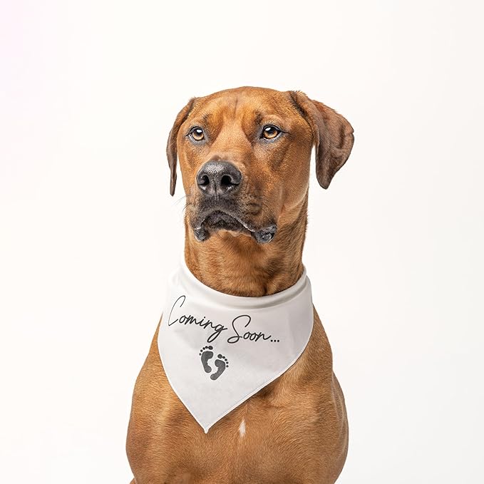 Coming Soon Dog Bandana | 100% Cotton Adjustable Triangle | Made in USA | Pregnancy Announcement | Photoshoot Prop | New Baby | Gender Reveal |Baby Blue, X-Small (769)