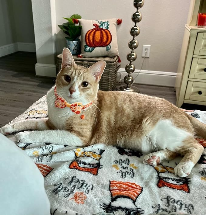 2 Pack Fall Cat Bowtie Collar with Bell, Thanksgivng Holiday Kitty Kitten Collars for Boys Girls Males Female Cats