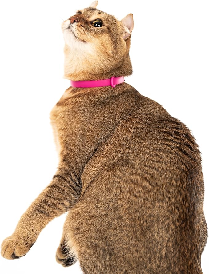 Nuvuq Cat Collar 2 Pack - Soft, Comfortable, and Lightweight Safety Breakaway Collar with Name Tag Ring for Outdoor Cats and Sensitive Skin Kittens (6 ⅞" to 10 ¼", Pink)