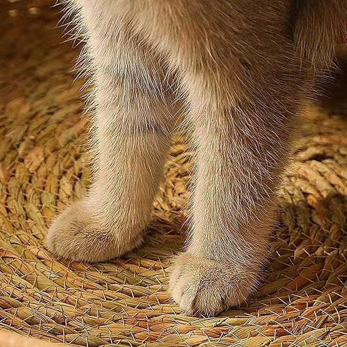 Cat Bed, 13.78x13.78x5.12 inches Cat Woven Nest Bed with Soft Cushion and Pillow - All Season Weaving Pet Sleeping Resting Scratching Furniture for Puppy Dog Kitten