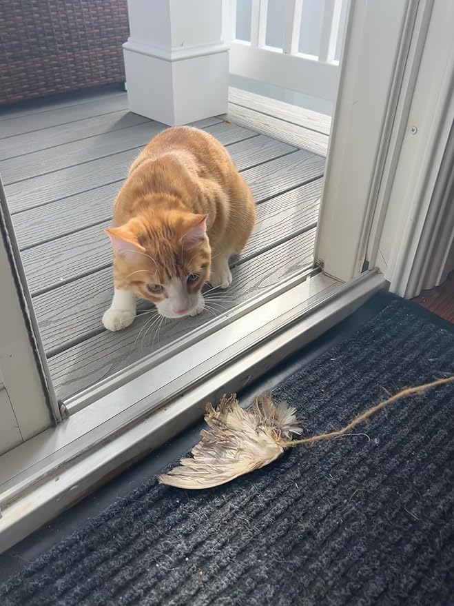 Unique Wing on String Cat Toy - Real Quail Wing Bird Scent Interactive Play for Cats, Dog Training Accessory