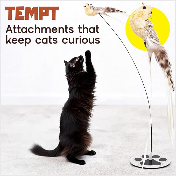 Bird Toy for Cats - 5 Pack Natural Feathers Stable Round Base - Interactive Wand Teaser - Self Play Hunting Enrichment - Bored Indoor Adult Feline Activity - Stimulating Kitten Juguetes para Gatos