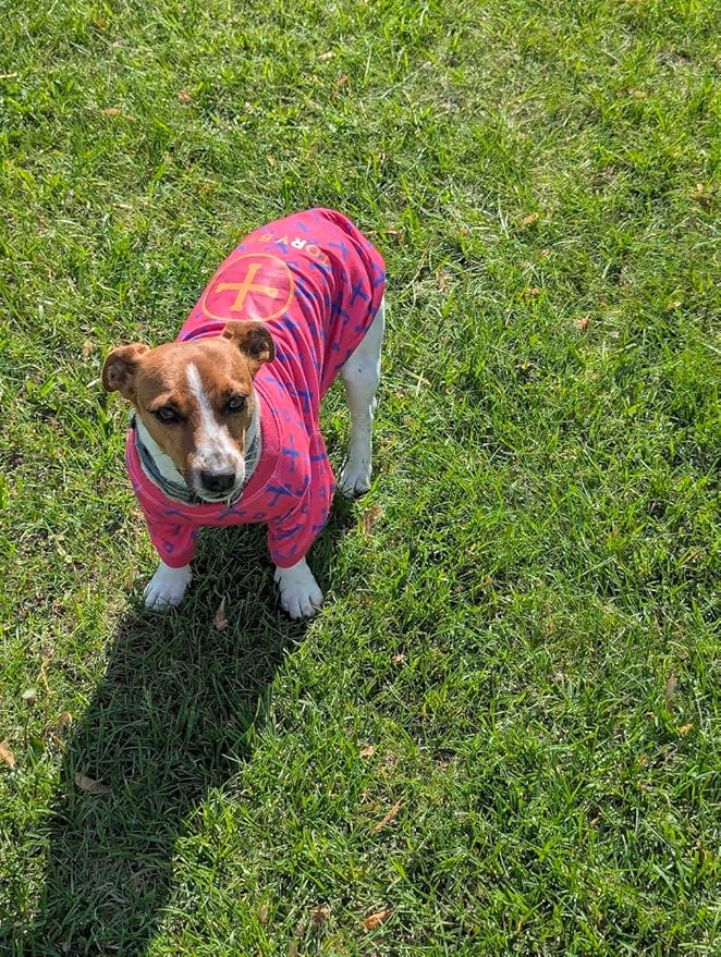 Luxury Designer Dog T Shirt – Cute Puppy Clothes for Small Dogs, Fashion Pet Tee Outfit for French Bulldogs & Chihuahuas, Everything Chic Dog Apparel