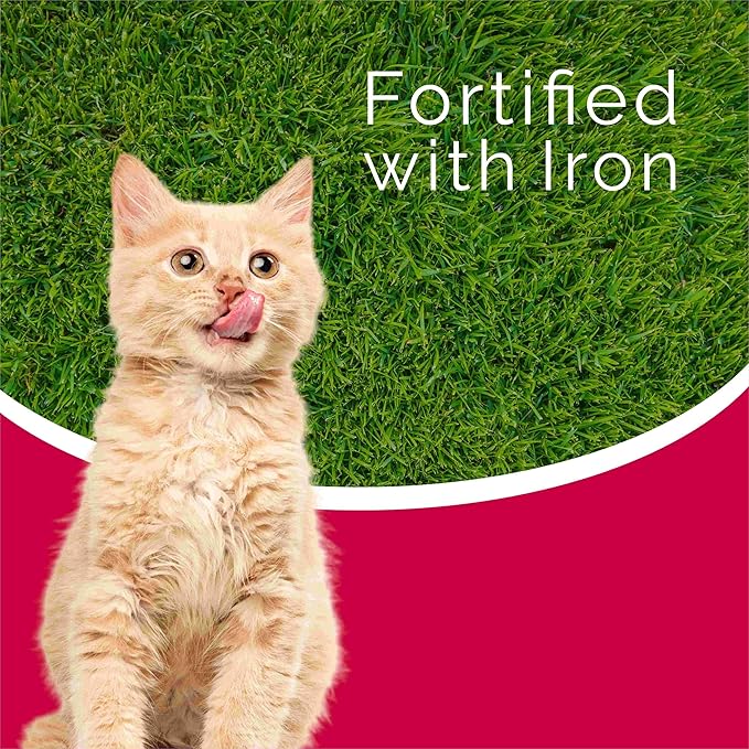 Ferrocat B12 Stimulates Immune System Appetite and Development in Adult Cats and Kittens