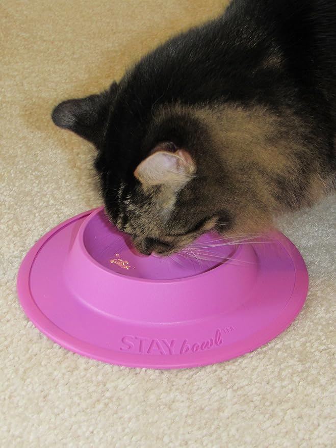 Pet Food and Water Bowl for Cats, Toy Breed Dogs, Bearded Dragons, Turtles, and Small Pets (3/4 Cup in Four Colors (Fucshia (Pink))