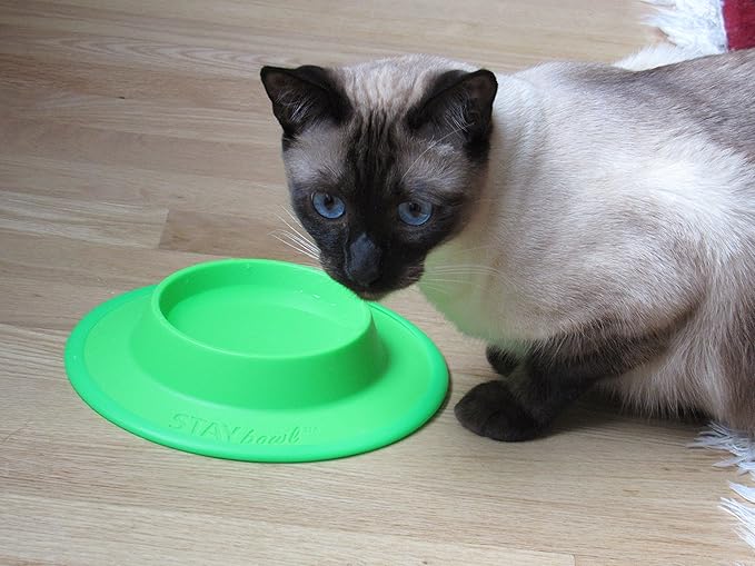 Pet Food and Water Bowl for Cats, Toy Breed Dogs, Bearded Dragons, Turtles, and Small Pets (3/4 Cup in Four Colors (Fucshia (Pink))