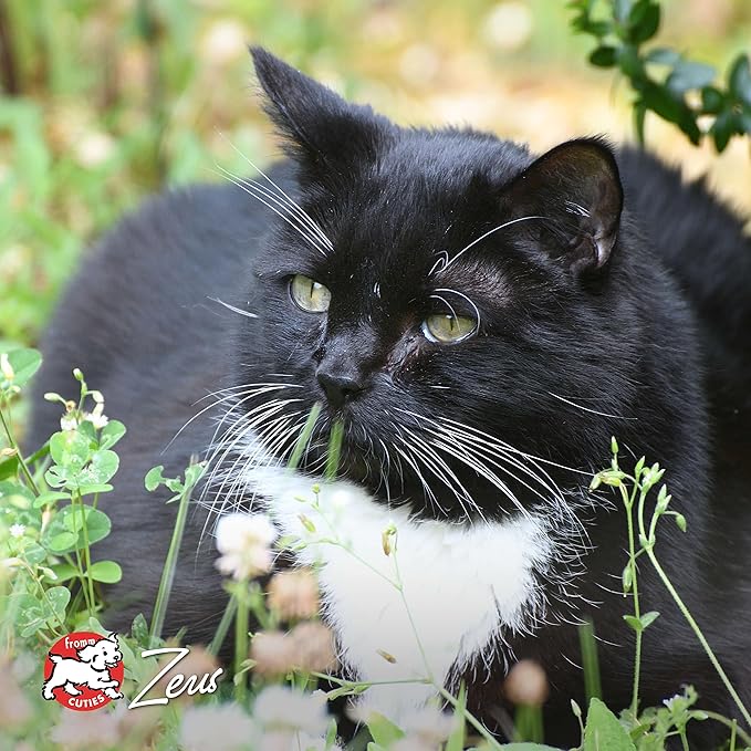 Fromm Four-Star Nutritionals Beef Livattini Veg Cat Food - Premium Dry Cat Food - Beef Recipe - 4 lb
