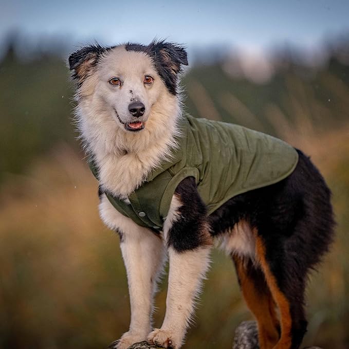 Blueberry Pet Cozy & Comfy Windproof Waterproof Quilted Fall Winter Dog Puffer Jacket in Dark Olive, Back Length 12", Size 10", Warm Coat for Small Dogs