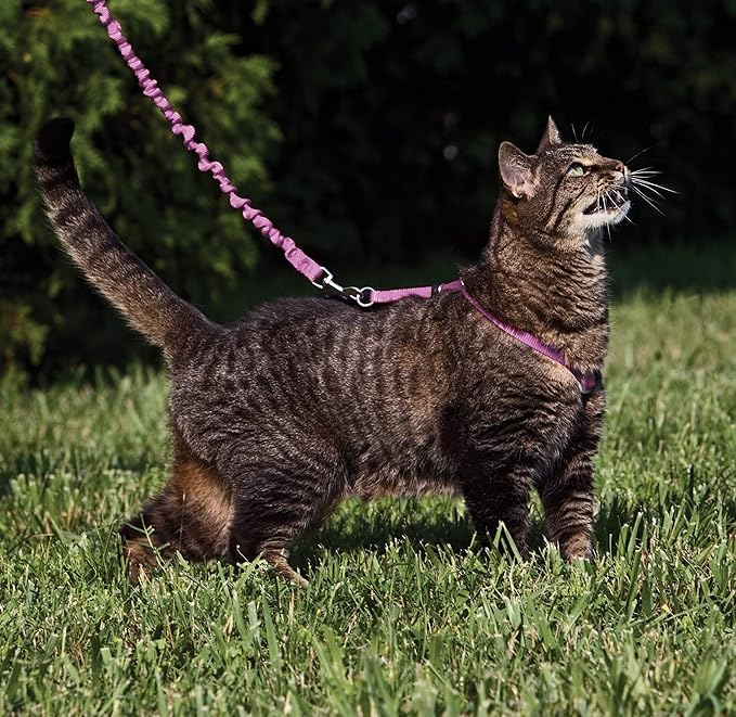 PetSafe Come with Me Kitty Harness and Bungee Leash Adjustable, Lightweight Harness for Cats Large, Dusty Rose