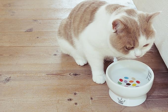 Necoichi Elevated Cat Water Bowl – Ceramic Raised Cat Bowl, Prevents Neck & Whisker Fatigue – Dishwasher & Microwave Safe – Pet Water Bowl for Cats (Jelly Bean, Regular)