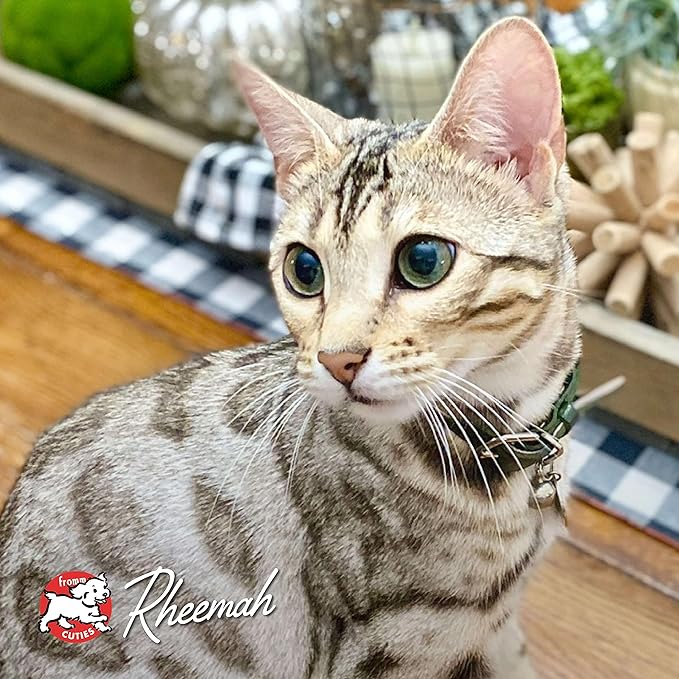 Fromm Four-Star Nutritionals Hasen Duckenpfeffer Cat Food - Premium Dry Cat Food - Rabbit Recipe - 10 lb