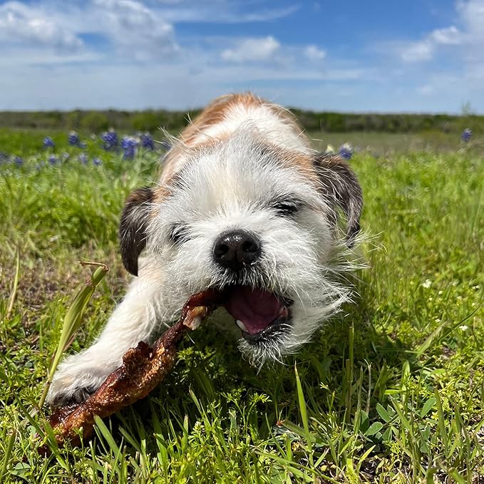 JACK'S PREMIUM Fish Skin Dog Treats - Crispy Salmon Treats for Dogs - All-Natural Salmon - Healthy - Puppy - Cats