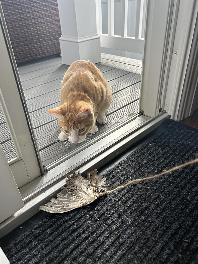 Unique Wing on String Cat Toy - Real Quail Wing Bird Scent Interactive Play for Cats, Dog Training Accessory