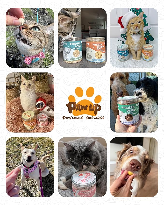PAWUP Freeze Dried Quail Egg Yolk Pet Treats, Freeze-Dried Pet Food for Dogs, Cats, Pure Fresh Ingredient, 4.2 oz, Rawhide Free, Gluten&Grain Free