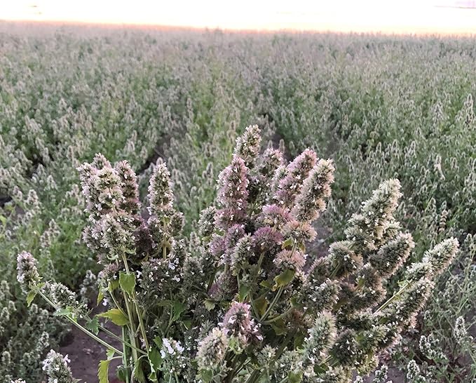 from The Field | Catnip Tea Bags | Ultimate Blend of Catnip & Silver Vine | Biodegradable, Non-GMO, Chemical-Free Refill Packs for Cat Toys | Safe, Potent, Mess-Free | 20 Pack, Made in USA