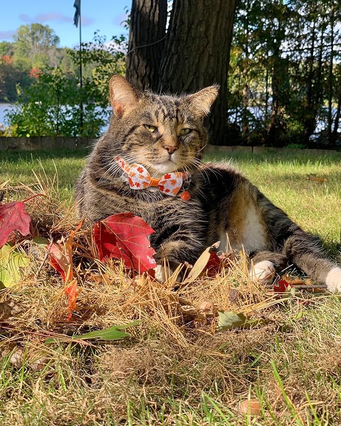 2 Pack Fall Cat Bowtie Collar with Bell, Thanksgivng Holiday Kitty Kitten Collars for Boys Girls Males Female Cats
