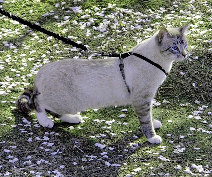 PetSafe Come with Me Kitty Harness and Bungee Leash Adjustable, Lightweight Harness for Cats Medium, Black