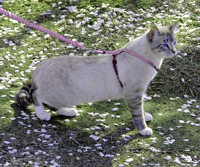 PetSafe Come with Me Kitty Harness and Bungee Leash Adjustable, Lightweight Harness for Cats Medium, Dusty Rose