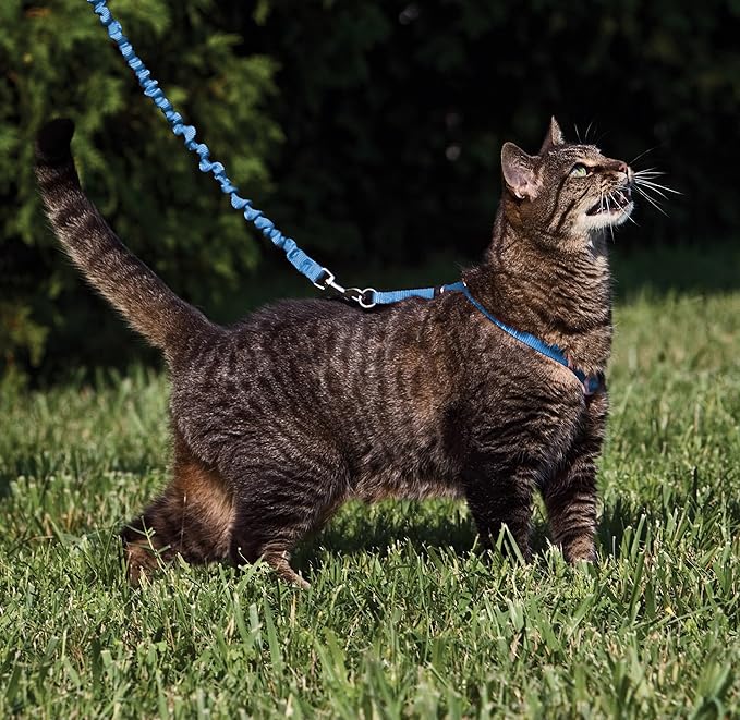 PetSafe Come with Me Kitty Harness and Bungee Leash - Medium, Royal Blue
