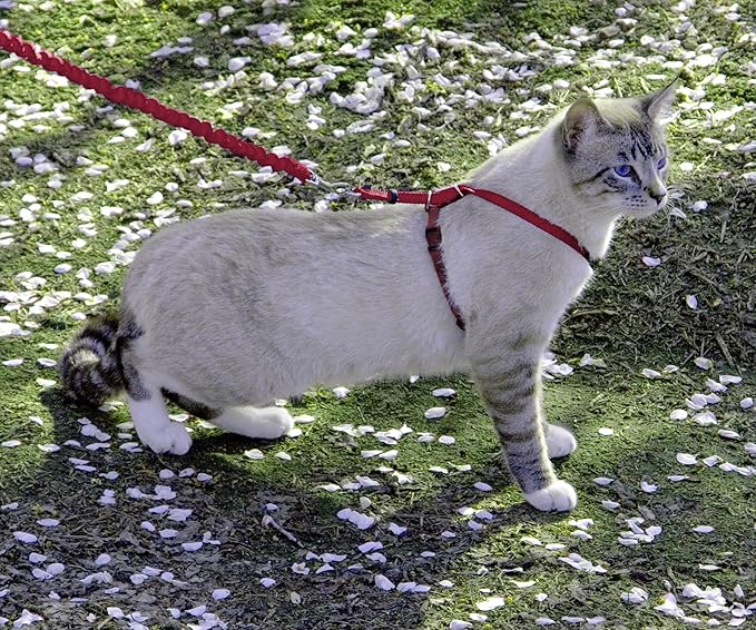 PetSafe Come with Me Kitty Harness and Bungee Leash Adjustable, Lightweight Harness for Cats Large, Red