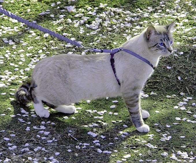 PetSafe Come with Me Kitty Harness and Bungee Leash Adjustable, Lightweight Harness for Cats Medium, Lilac